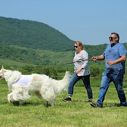 Foto - Alexander Daško